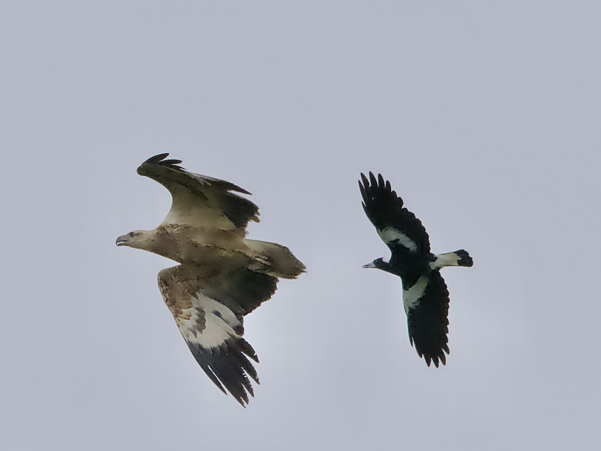 White-bellied Sea-Eagle - ML623625038