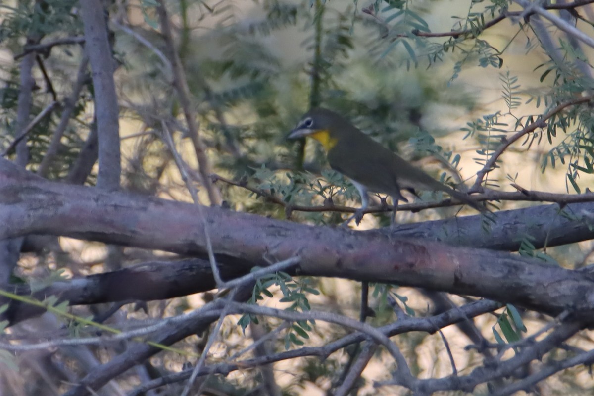 Yellow-breasted Chat - ML623625039