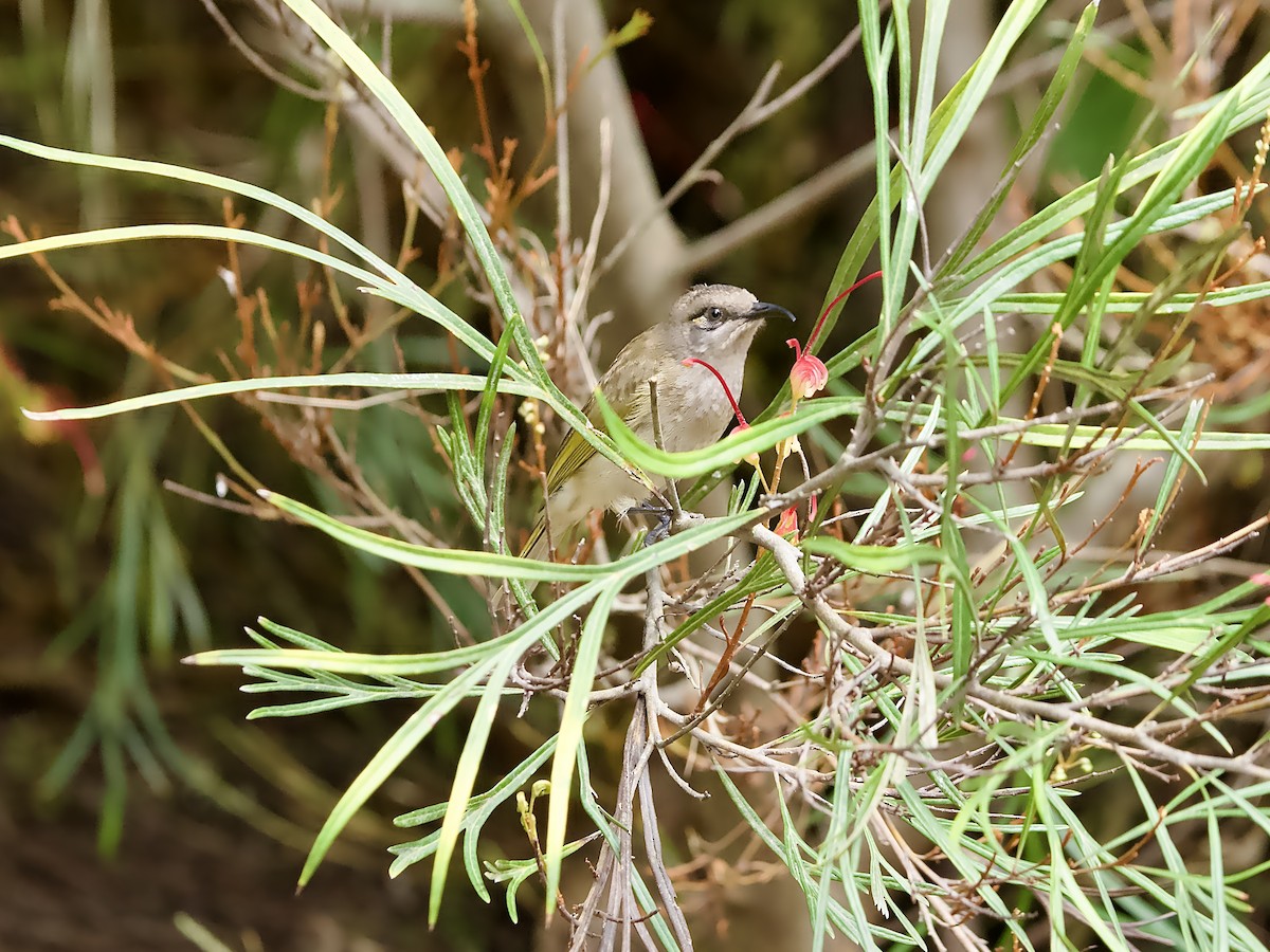 Brown Honeyeater - ML623625048