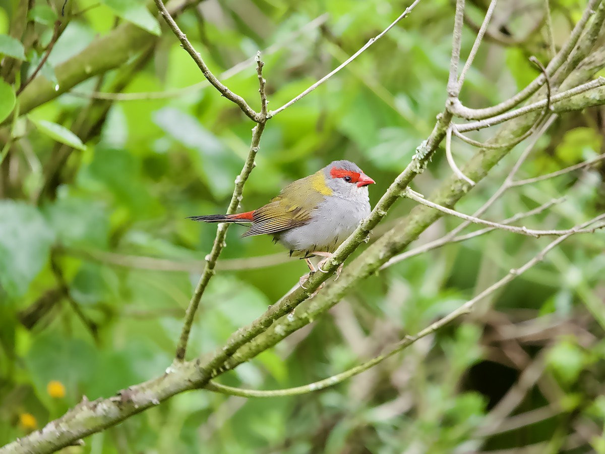 Red-browed Firetail - ML623625062