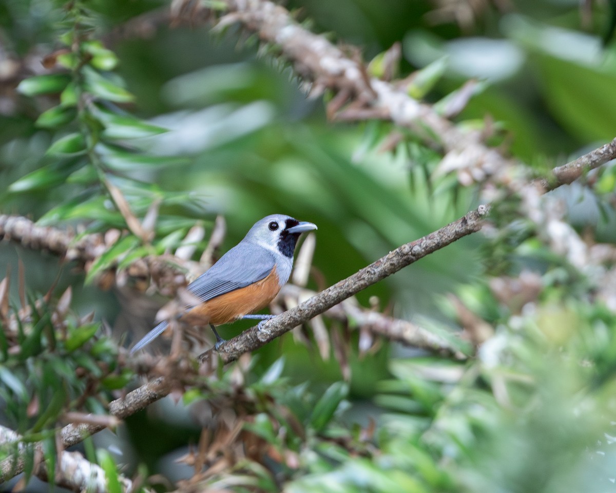 Black-faced Monarch - Per Smith