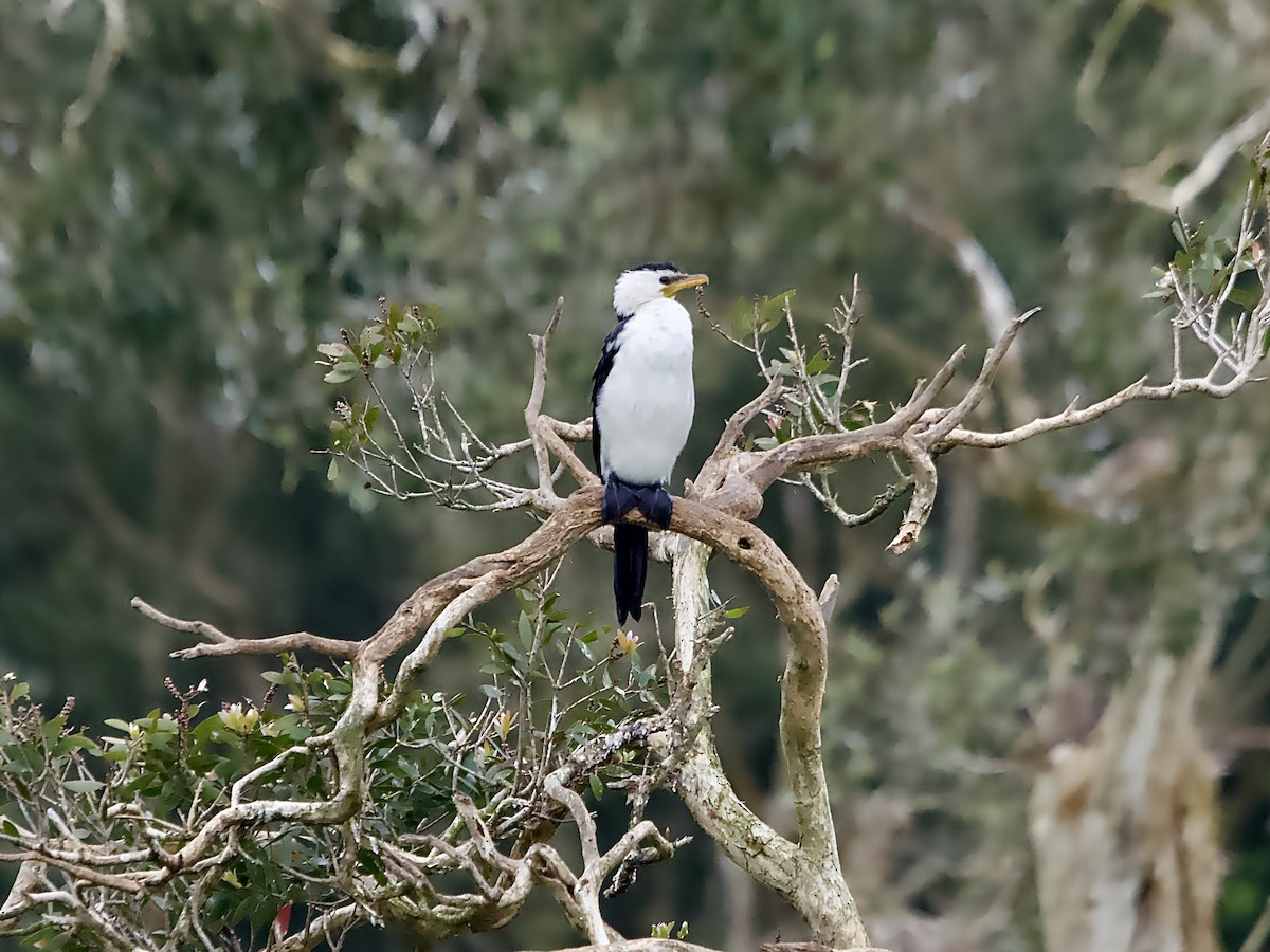 Little Pied Cormorant - ML623625078