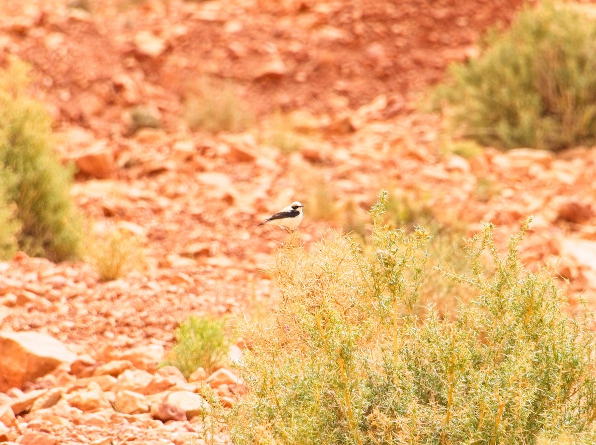 Western Black-eared Wheatear - ML623625166