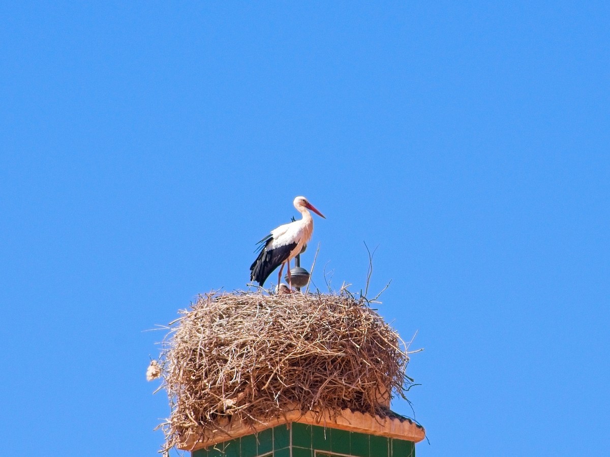 White Stork - ML623625218