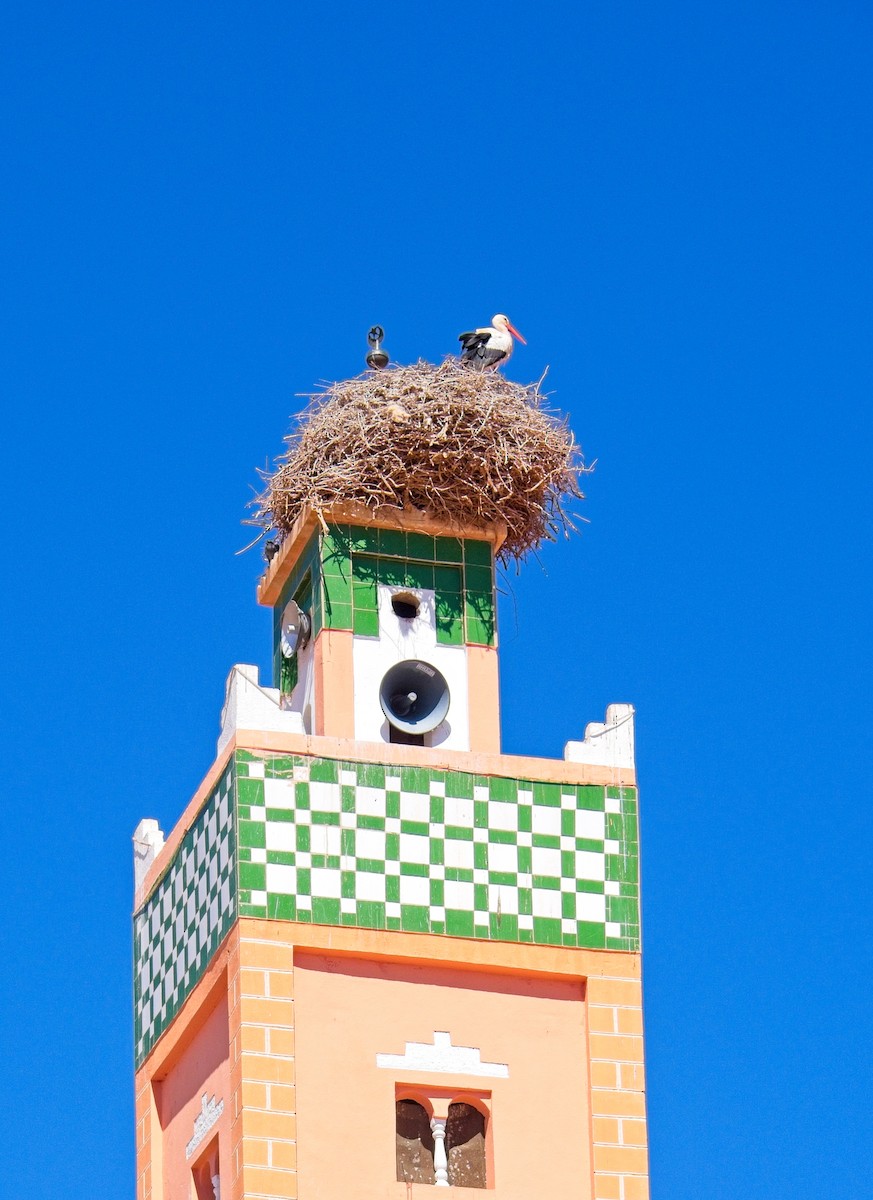 White Stork - ML623625220