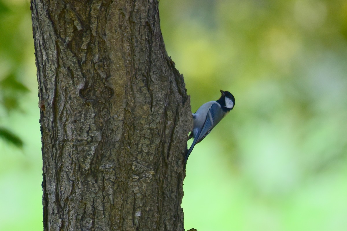 Japanese Tit - ML623625249