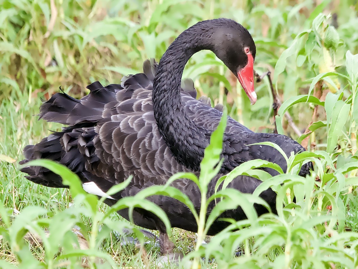 Cisne Negro - ML623625285