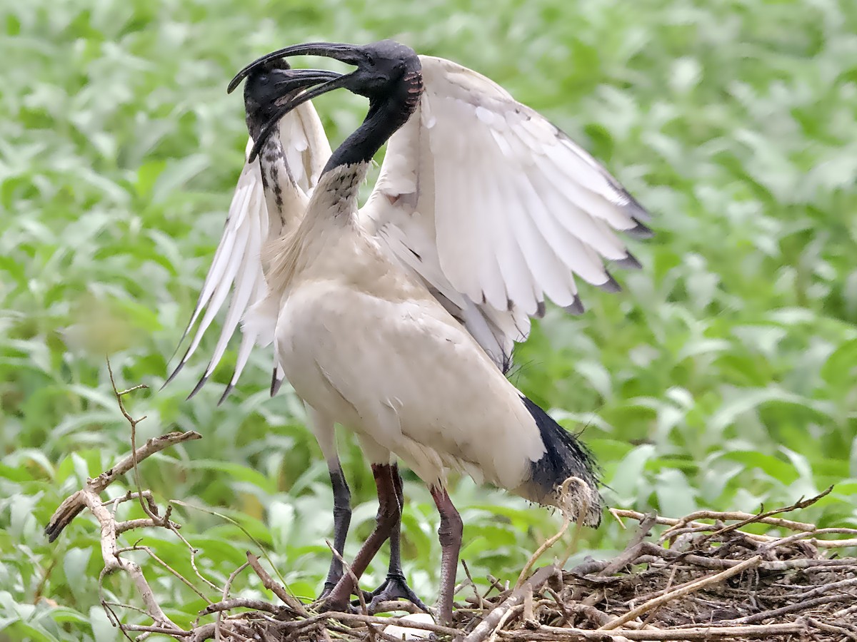 Australian Ibis - ML623625295