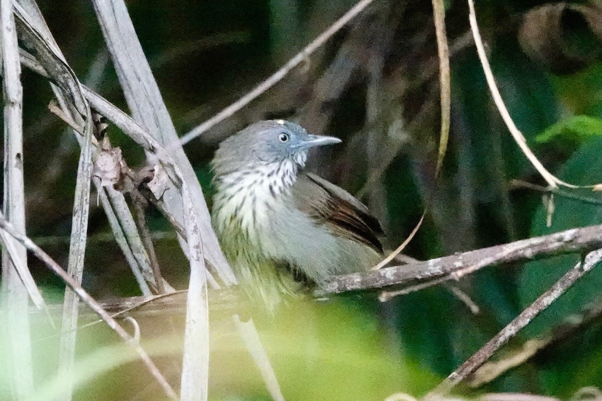 Bold-striped Tit-Babbler - ML623625310