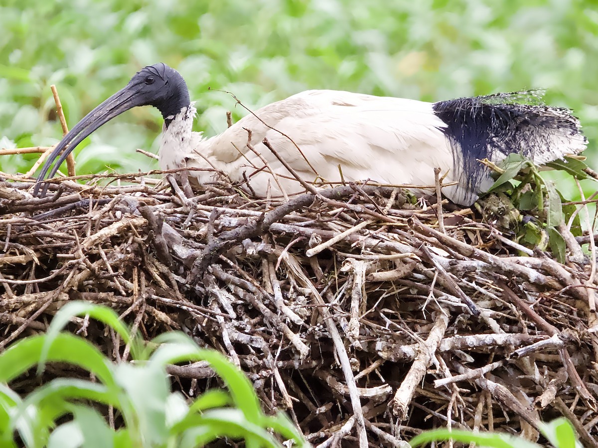 Ibis Moluqueño - ML623625313