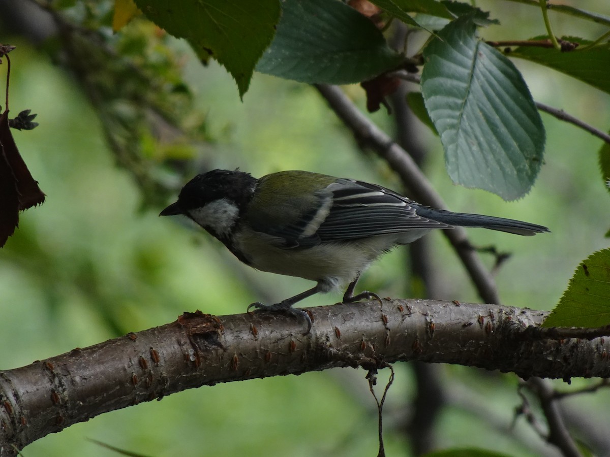 Japanese Tit - ML623625318