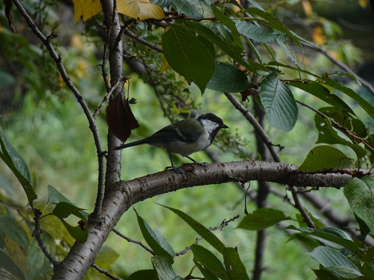 Japanese Tit - ML623625319