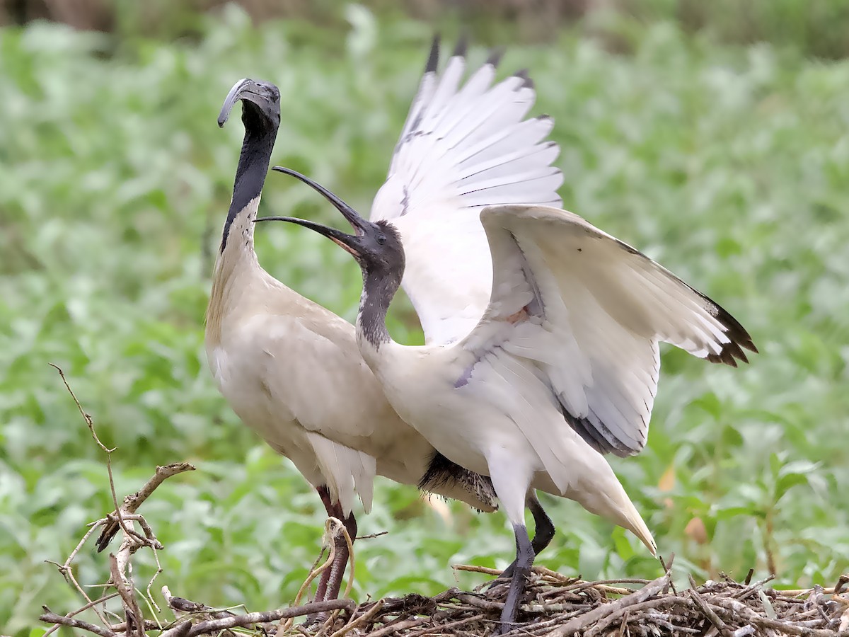 Australian Ibis - ML623625322