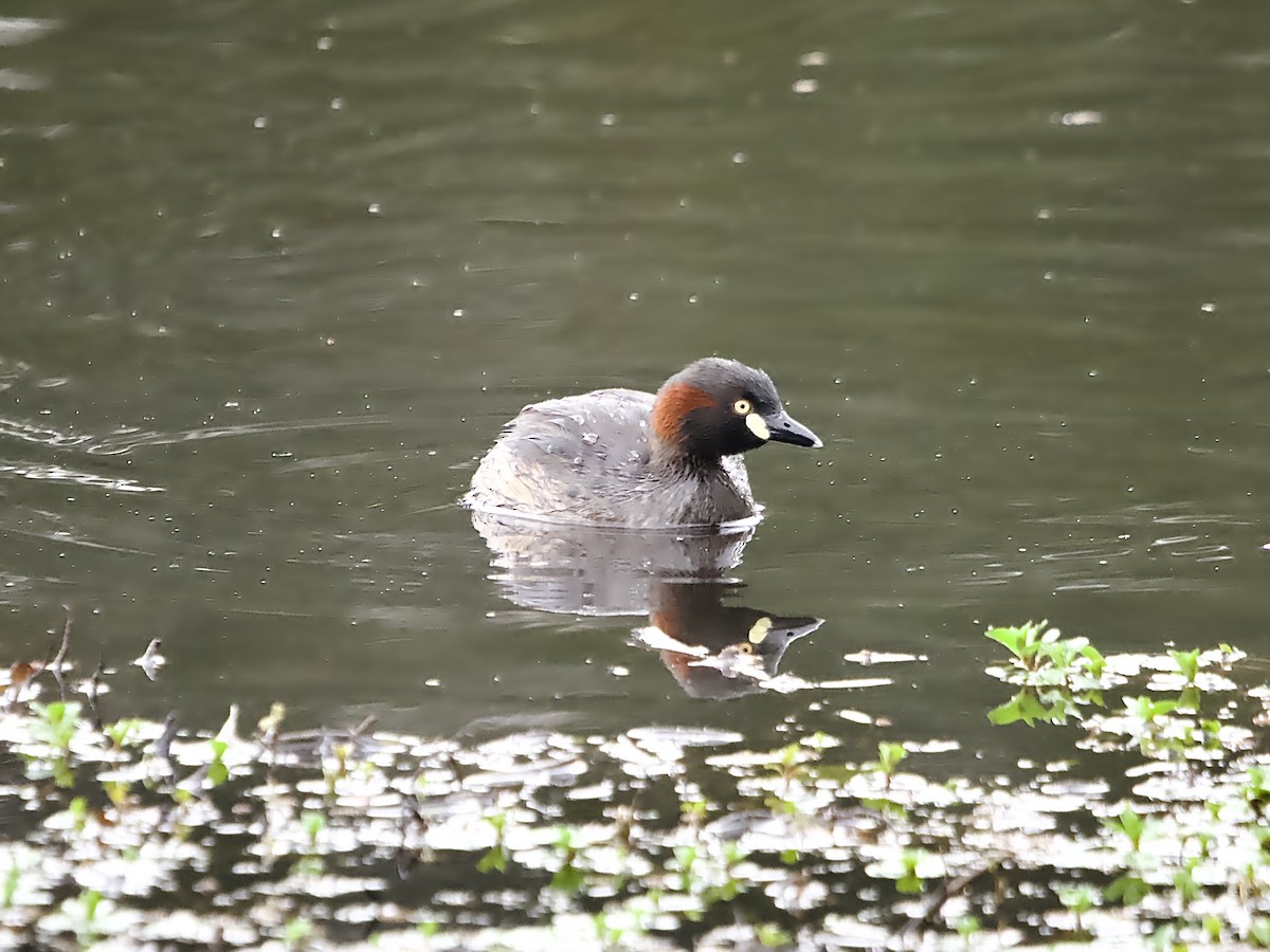 Australasian Grebe - ML623625419