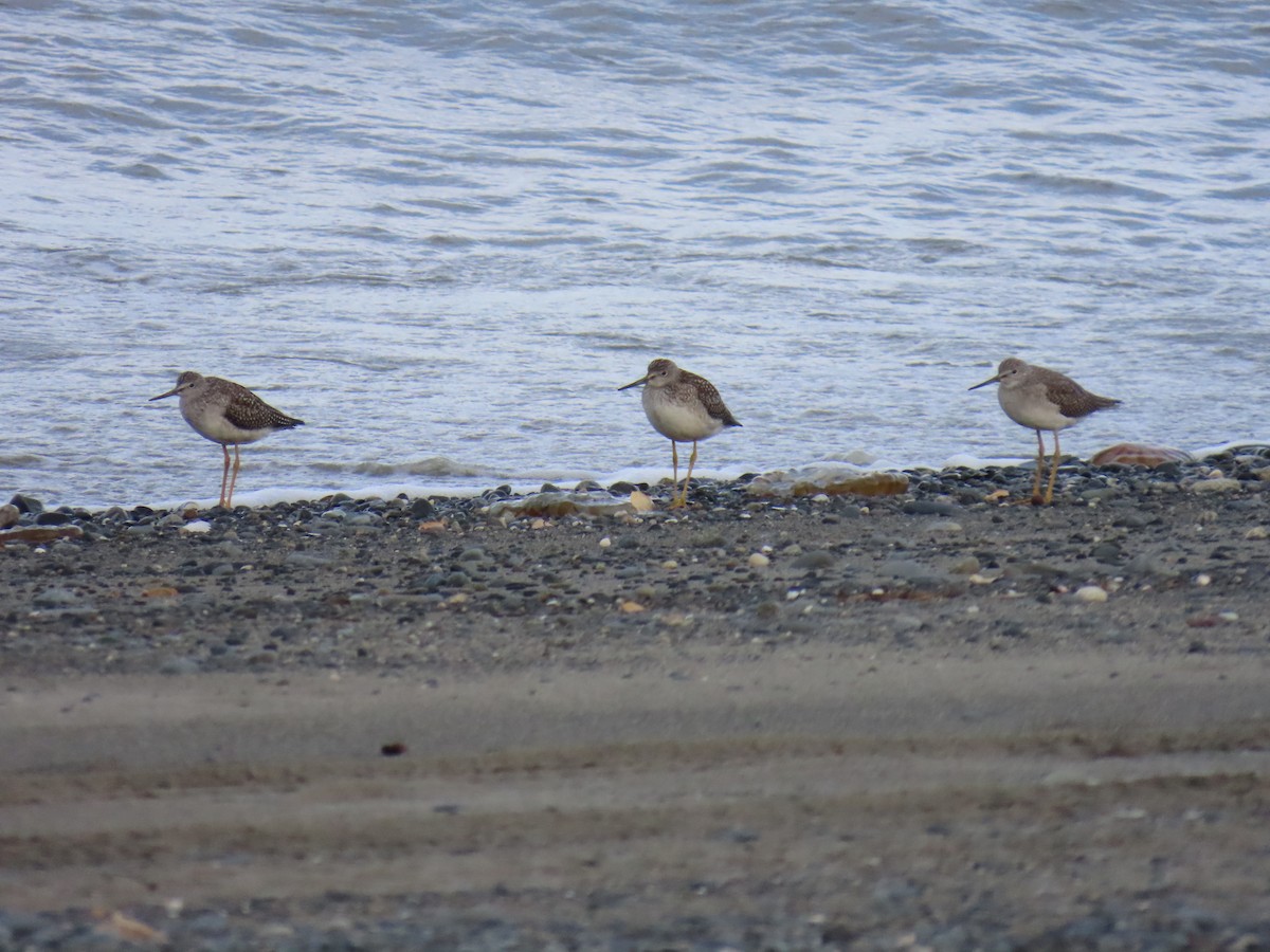 Greater Yellowlegs - ML623625442