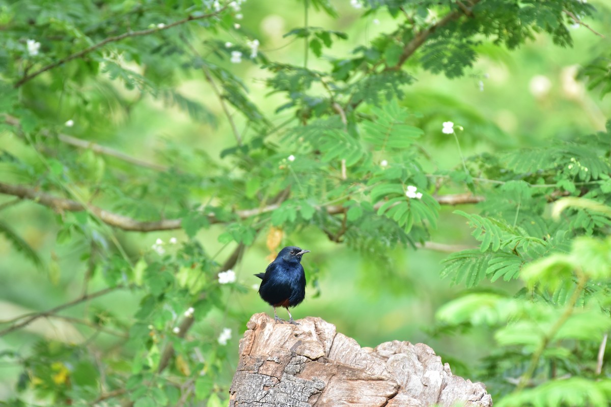 Indian Robin - ML623625517