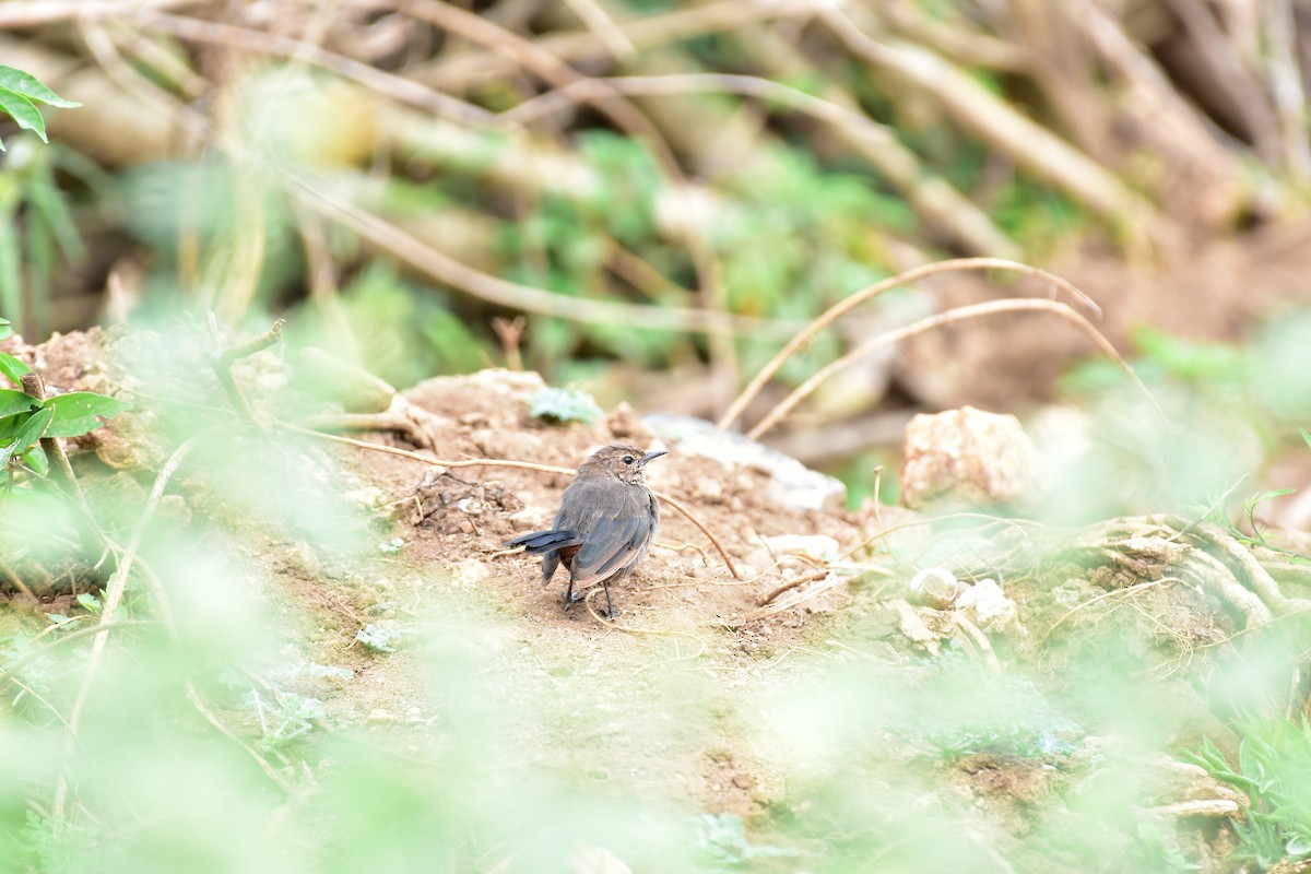 Indian Robin - ML623625518