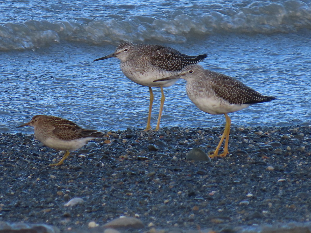 Greater Yellowlegs - Laura Burke