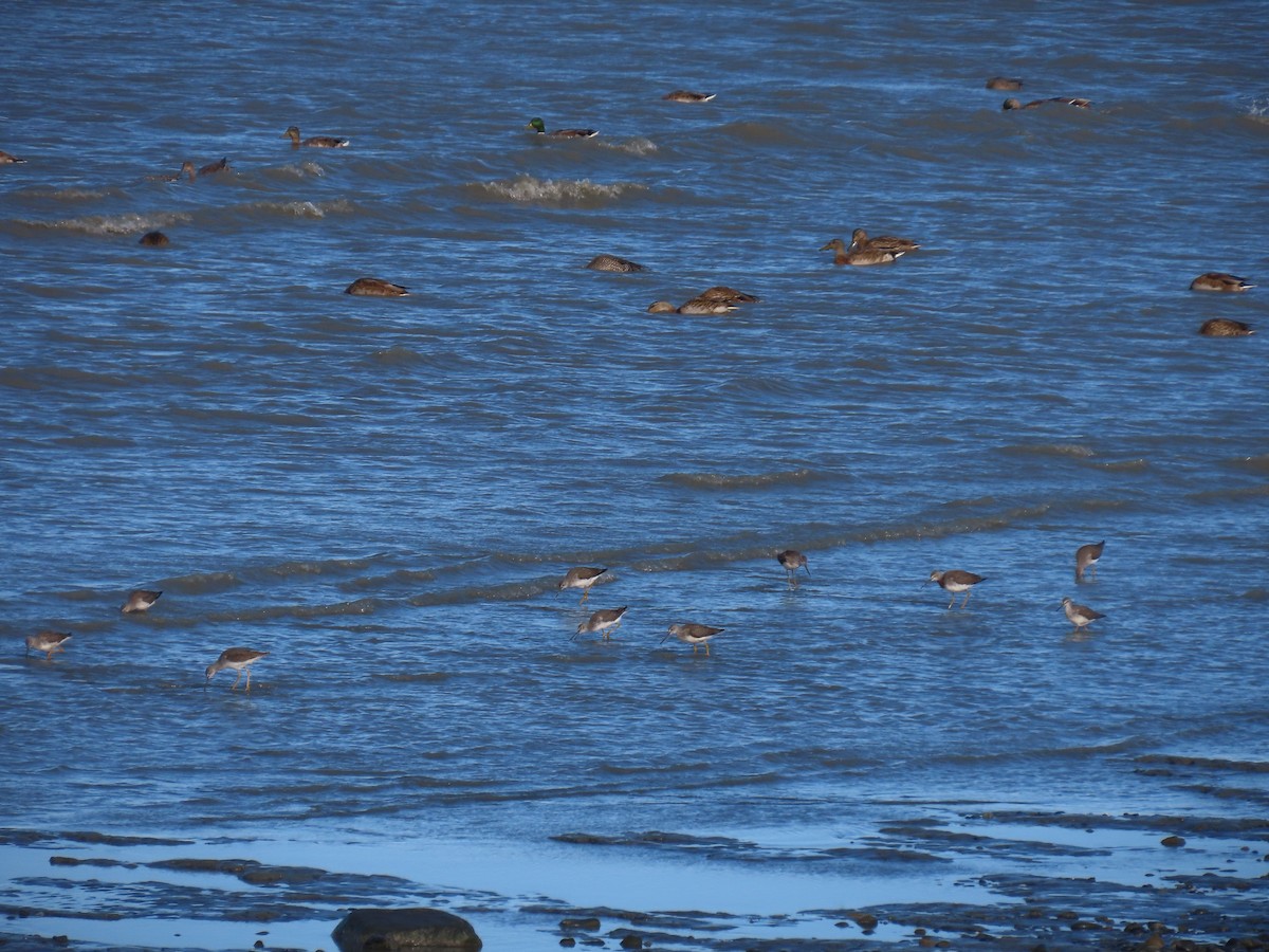 Greater Yellowlegs - ML623625521