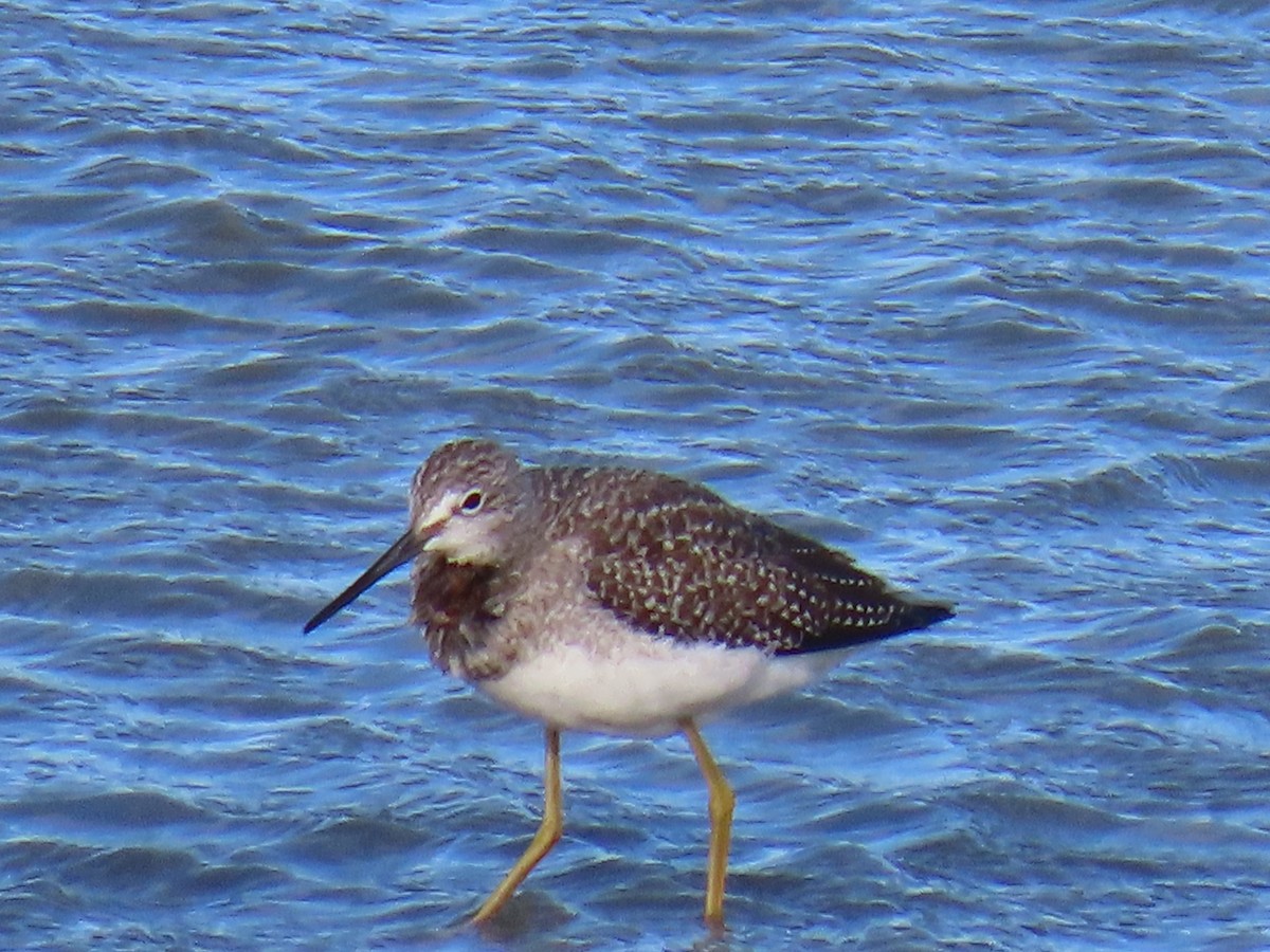 Greater Yellowlegs - ML623625522