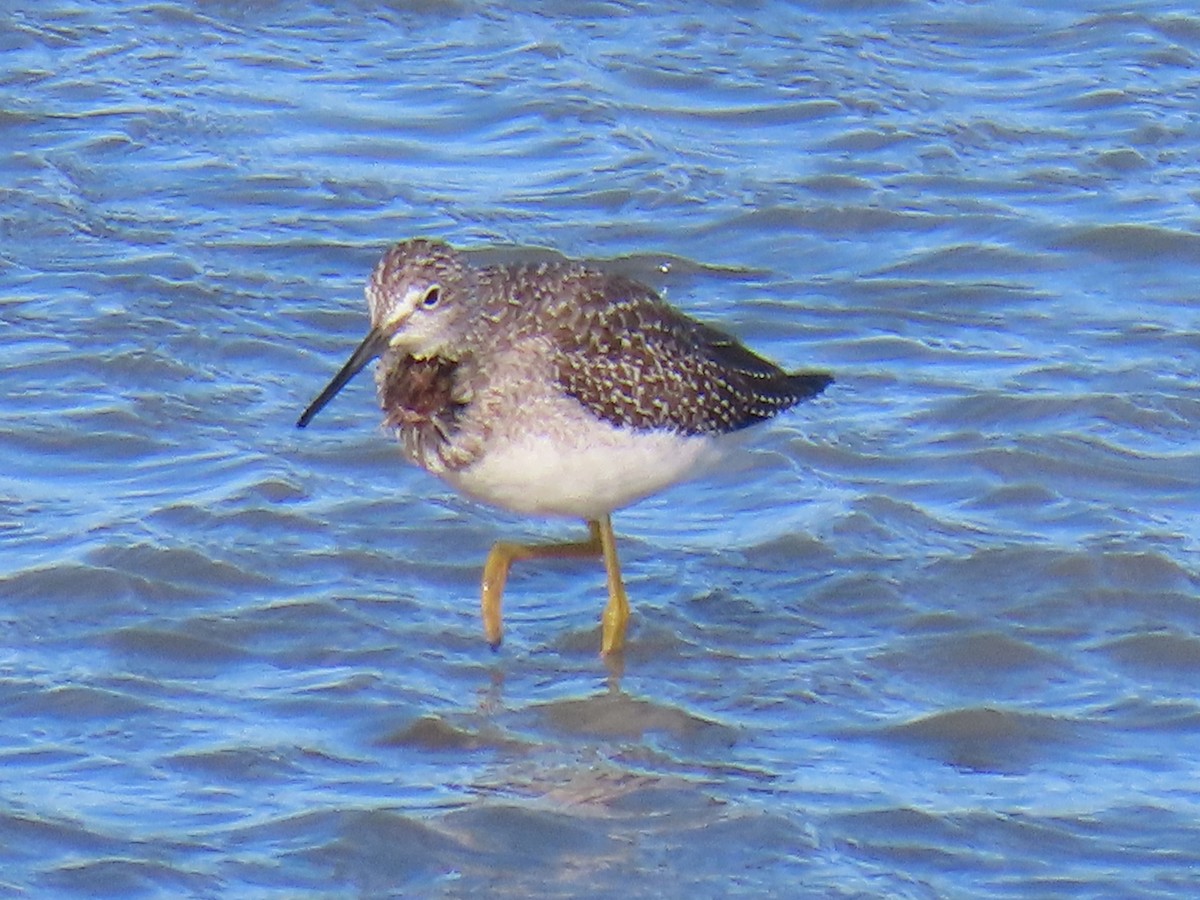 Greater Yellowlegs - ML623625524