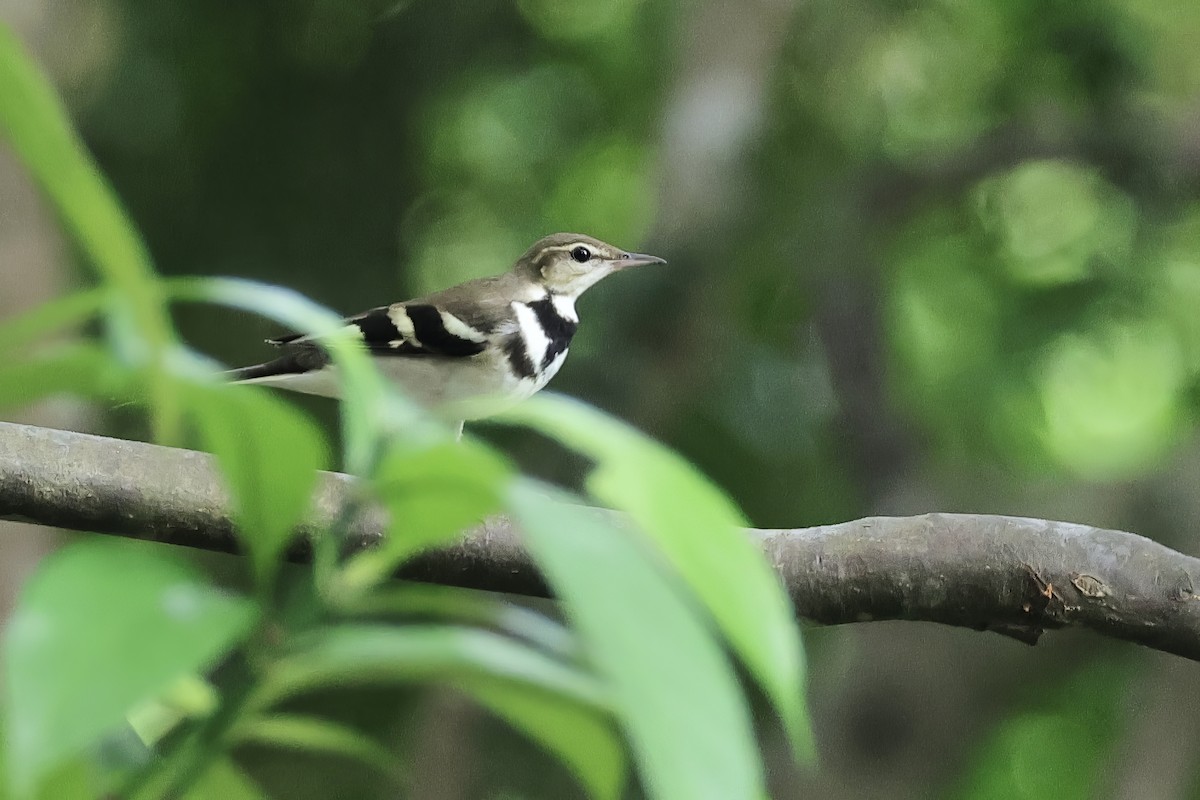 Bergeronnette de forêt - ML623625557