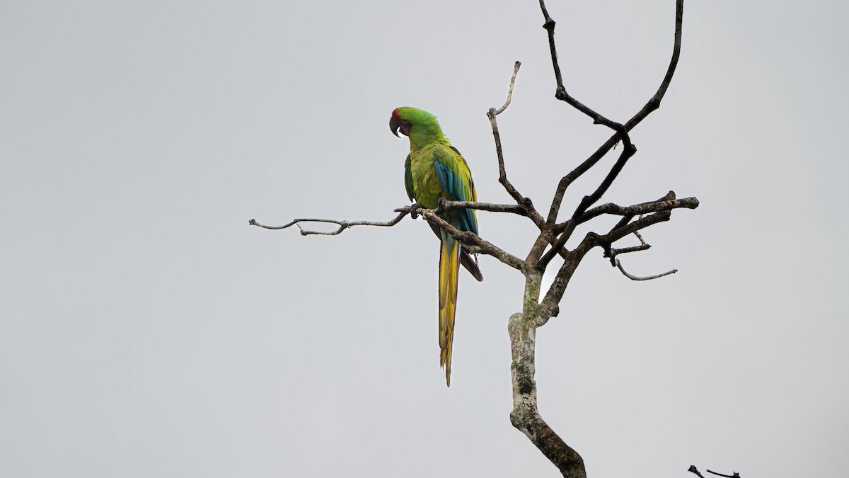 Great Green Macaw - ML623625595