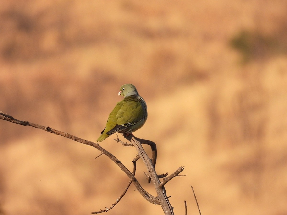 African Green-Pigeon - ML623625660