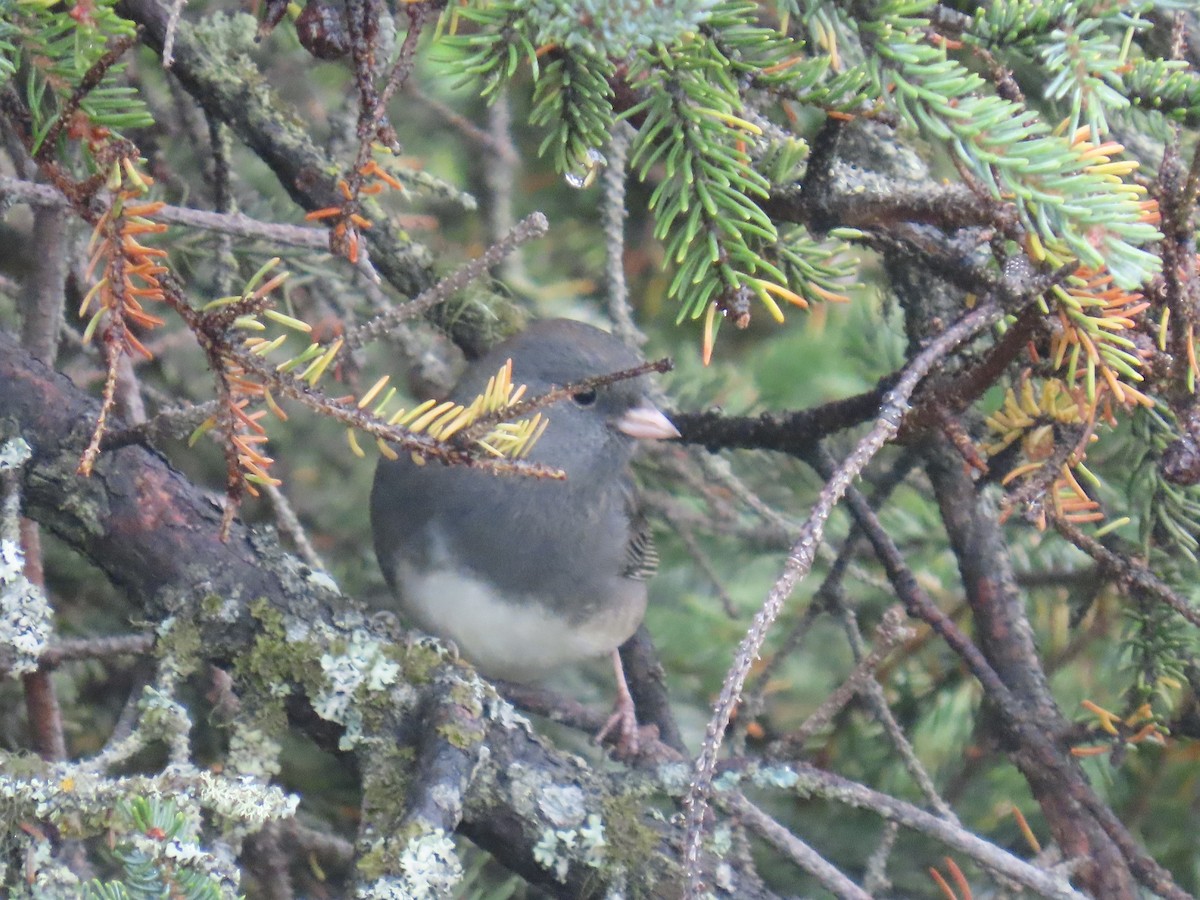 Dark-eyed Junco - ML623625668