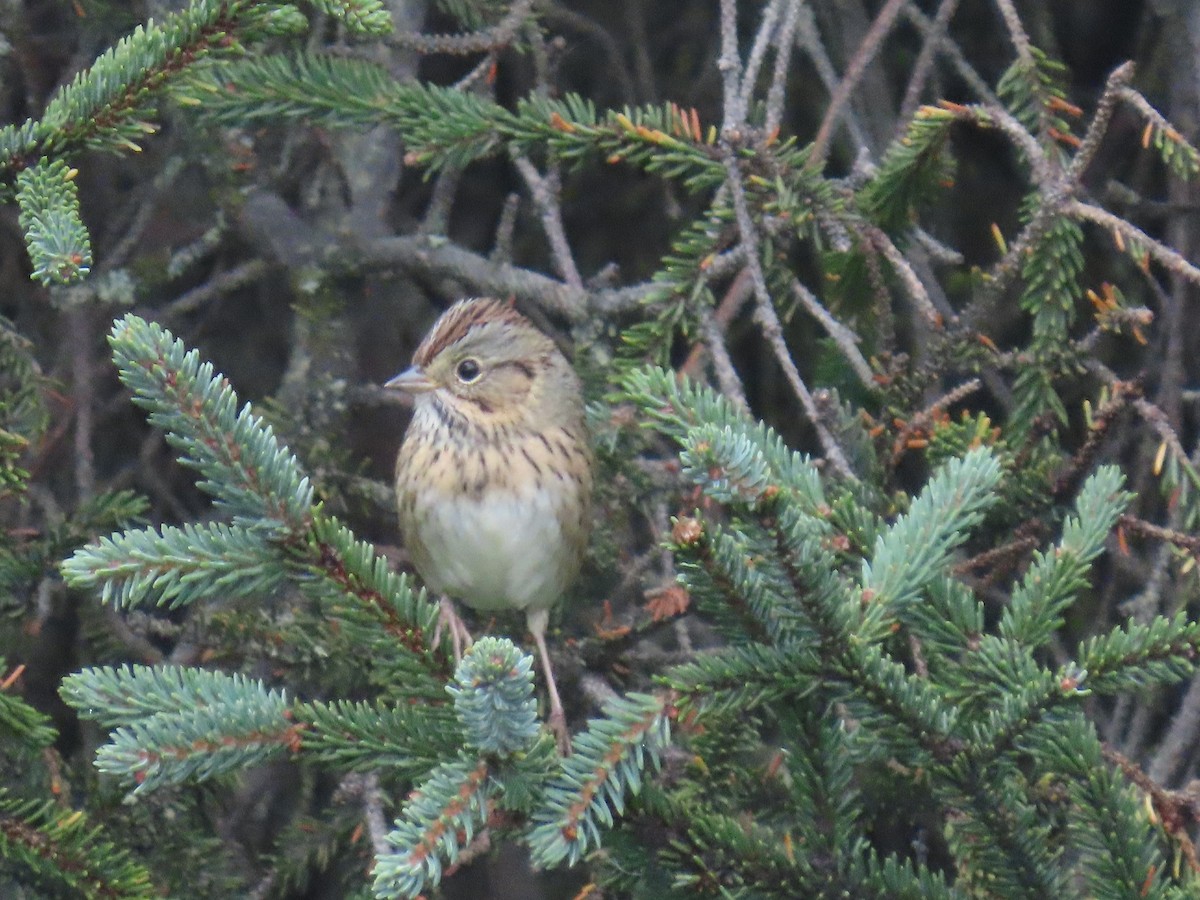 Lincoln's Sparrow - ML623625670