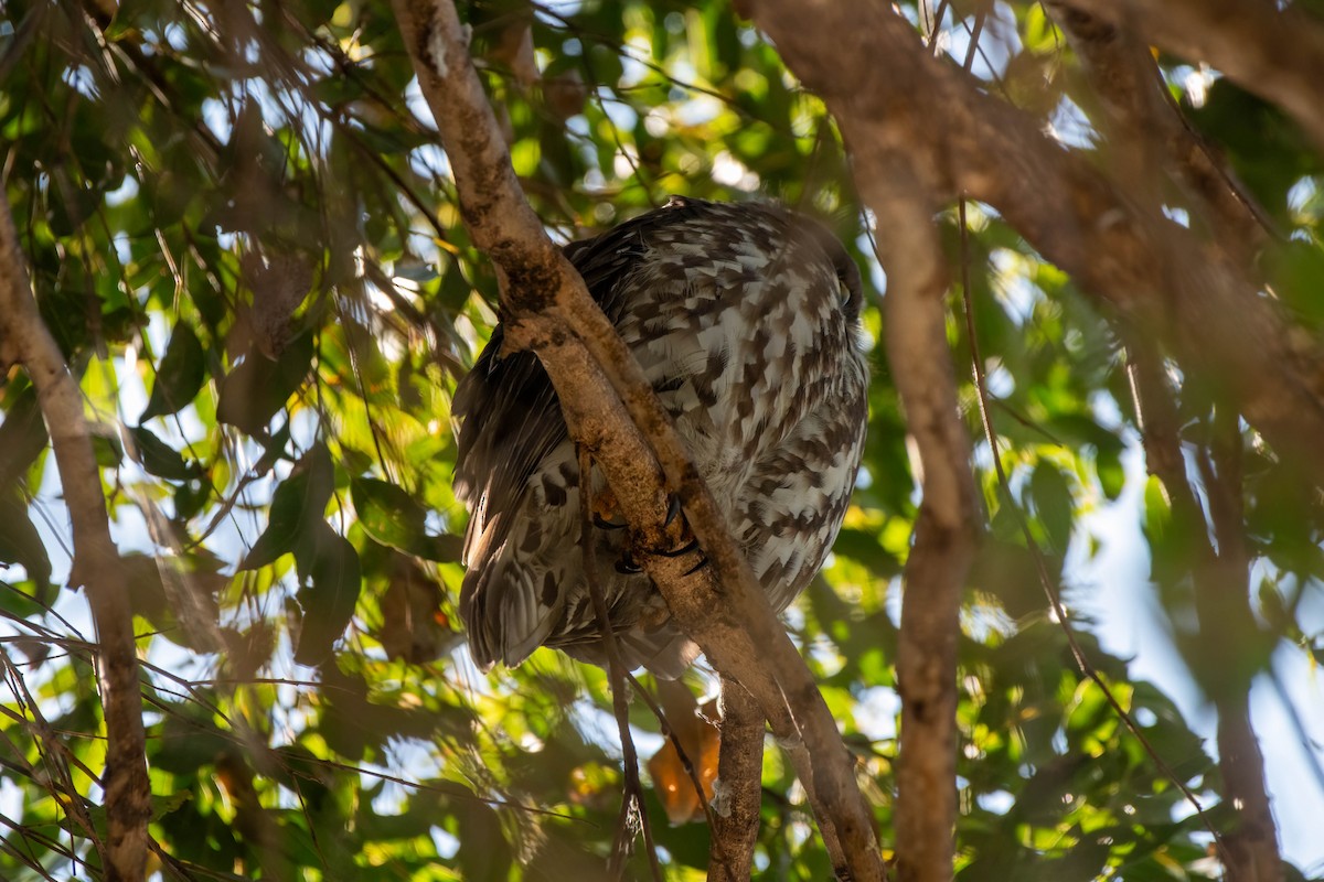 Barking Owl - ML623625706