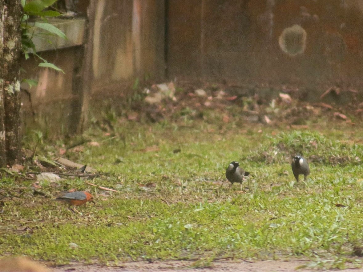 Black-throated Laughingthrush (Black-throated) - Supot Surapaetang