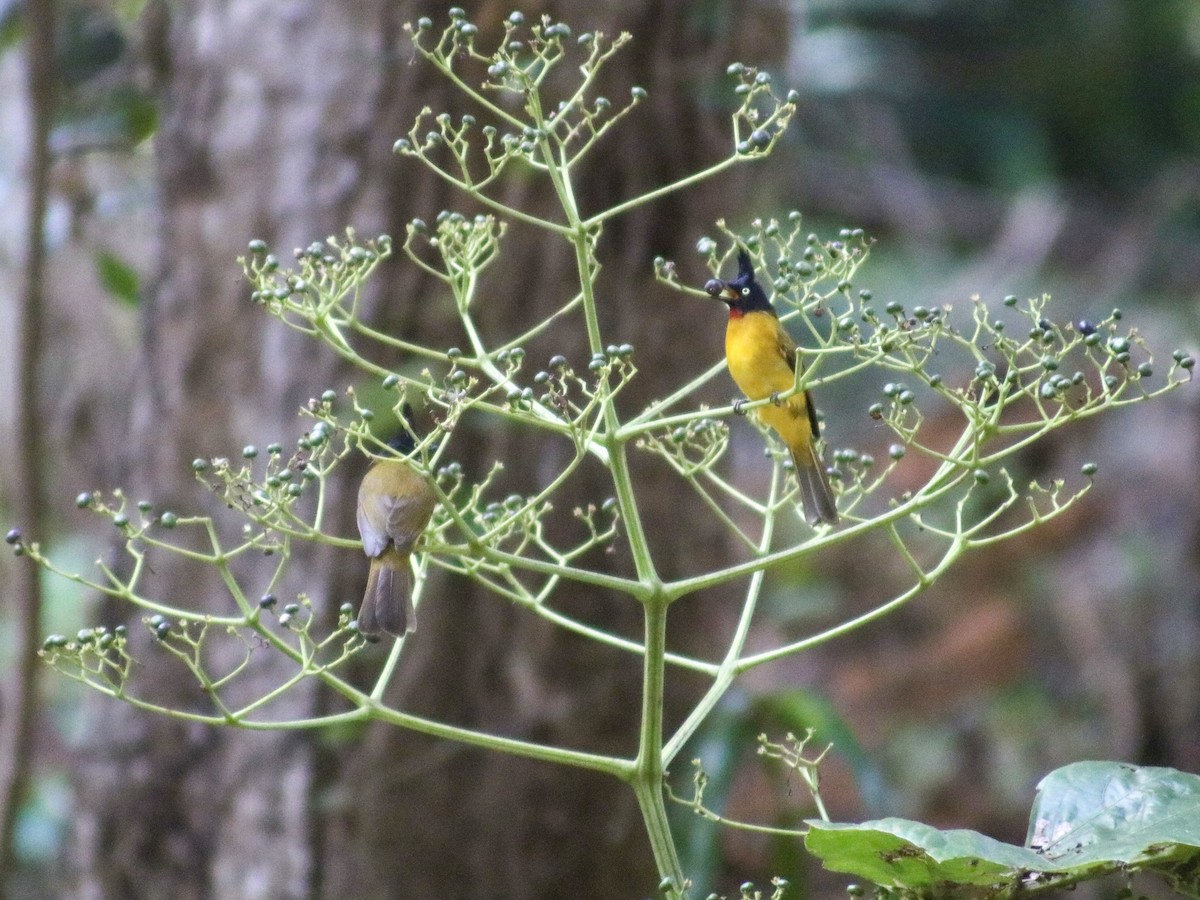 Bulbul Crestinegro - ML623625859