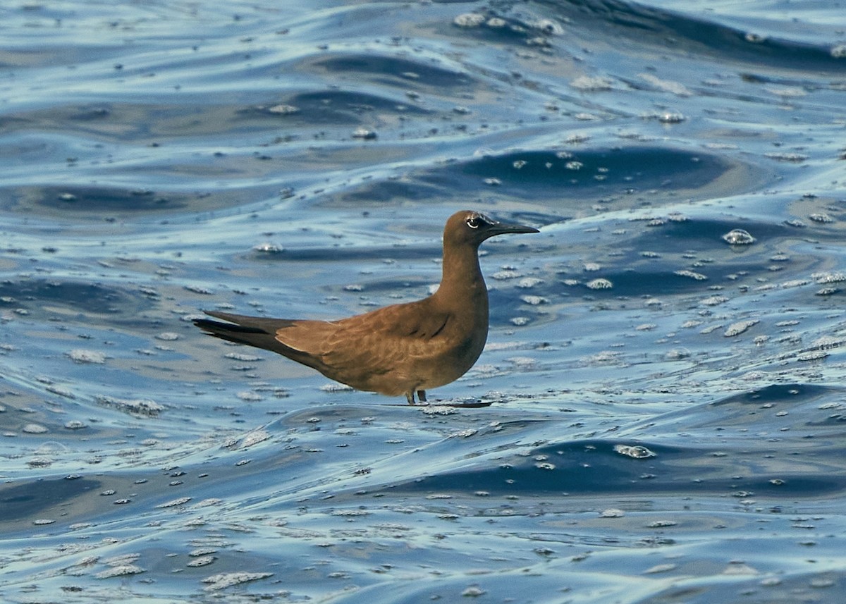 Brown Noddy - ML623625872