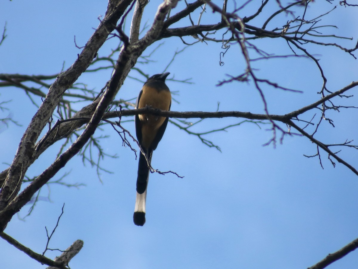 Rufous Treepie - Supot Surapaetang