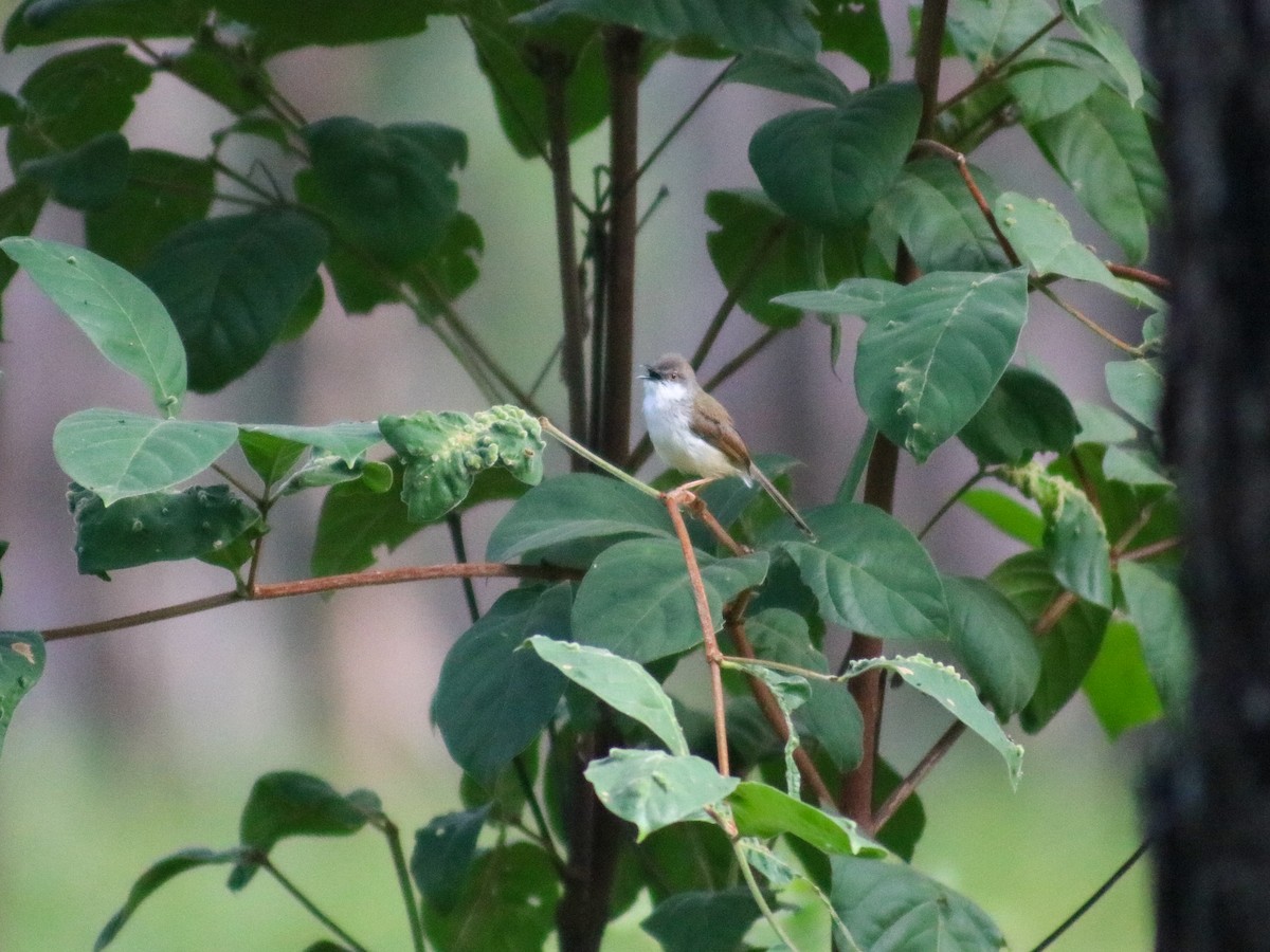 gråbrystprinia - ML623625883