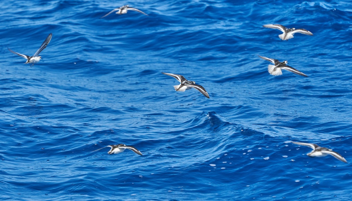 Red-necked Phalarope - Chieh-Peng Chen