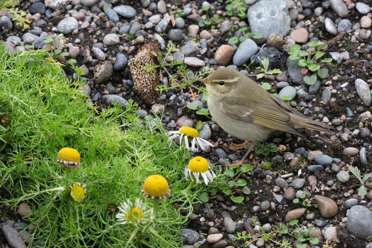 Arctic Warbler - ML623625898