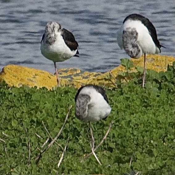 Pied Stilt - ML623625914