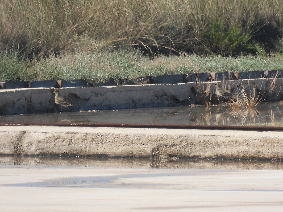 European Golden-Plover - ML623625918