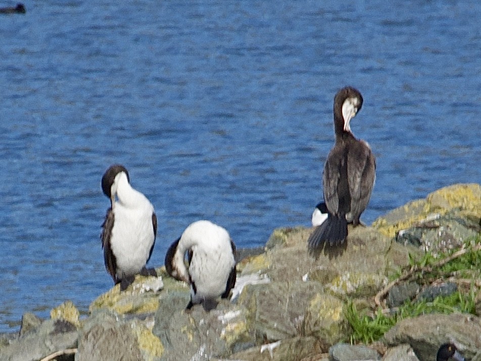 Pied Cormorant - ML623625936