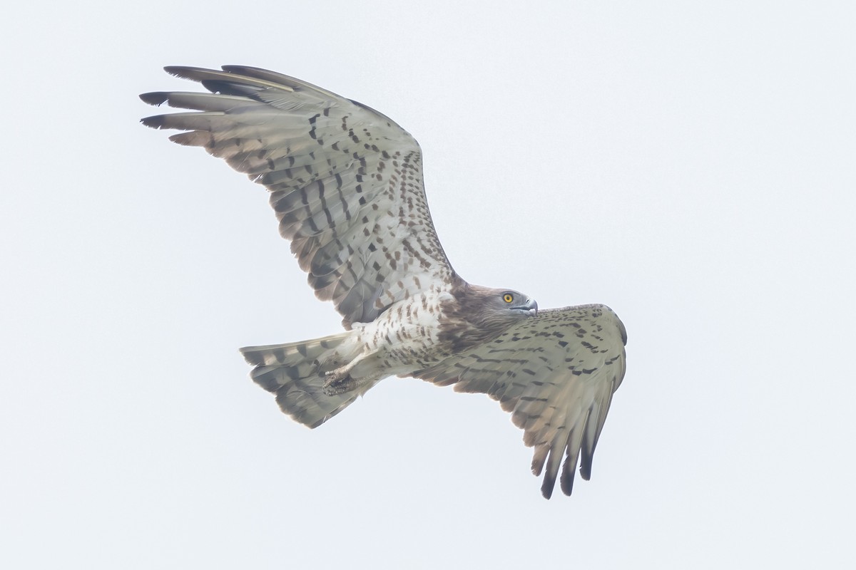 Short-toed Snake-Eagle - Kalpesh Krishna