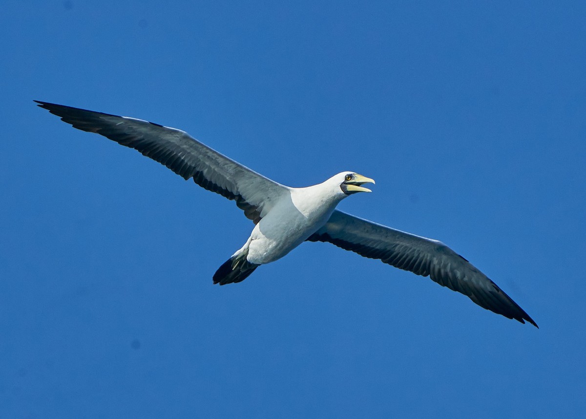 Masked Booby - ML623625983