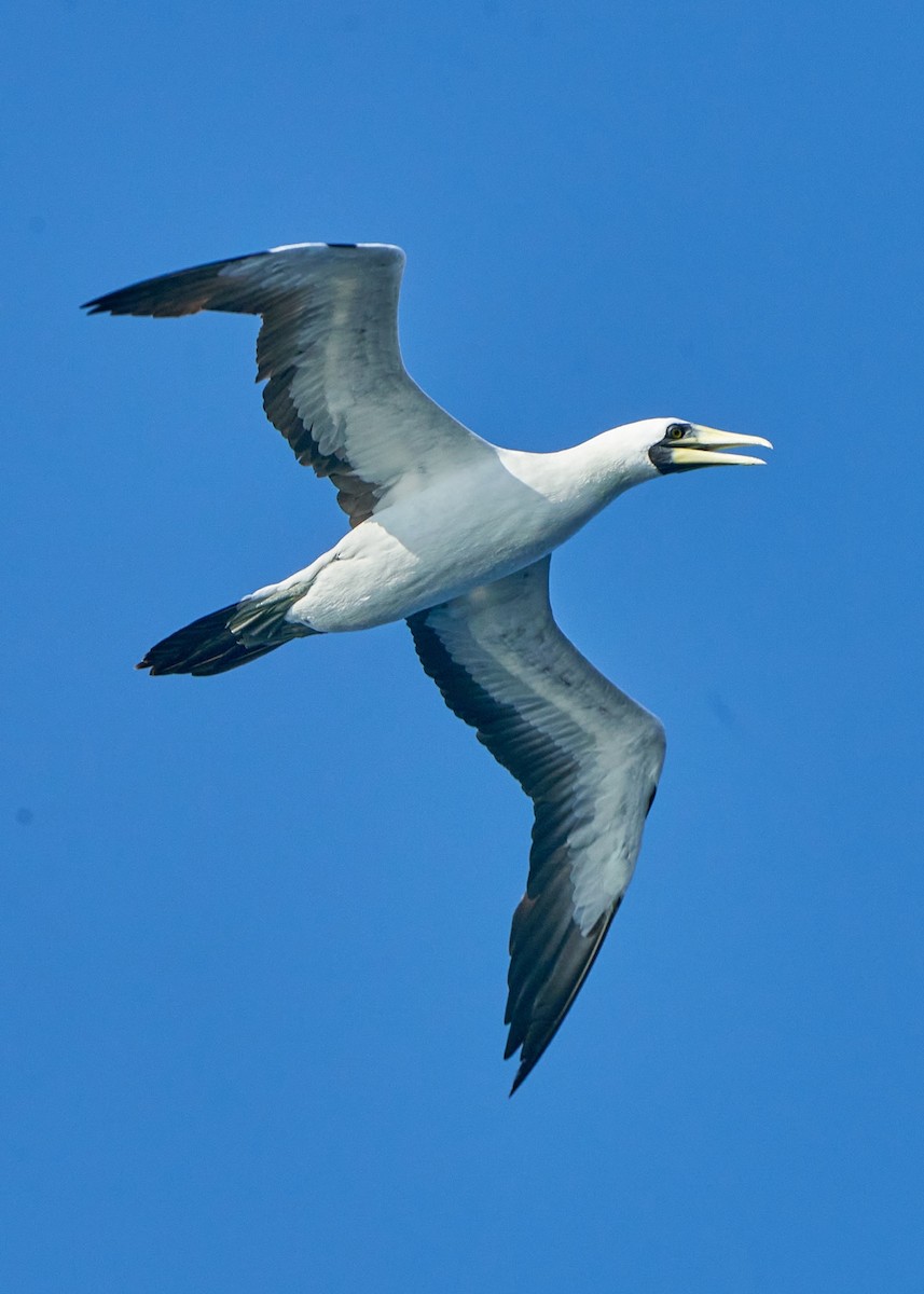 Masked Booby - ML623625984