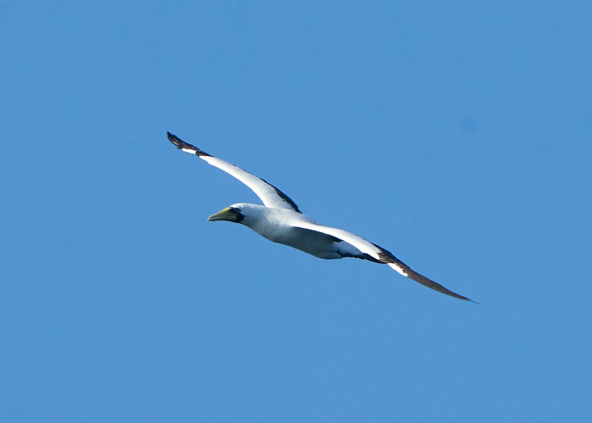 Masked Booby - ML623625985