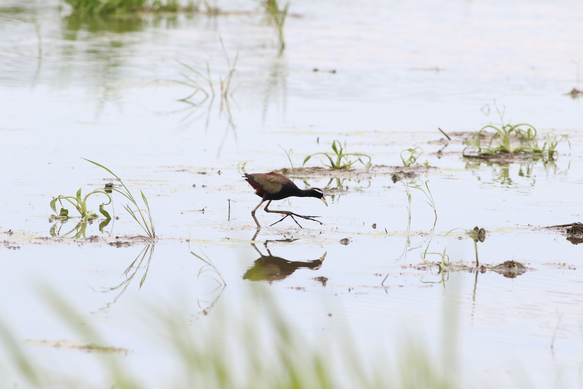 Bronze-winged Jacana - ML623625995