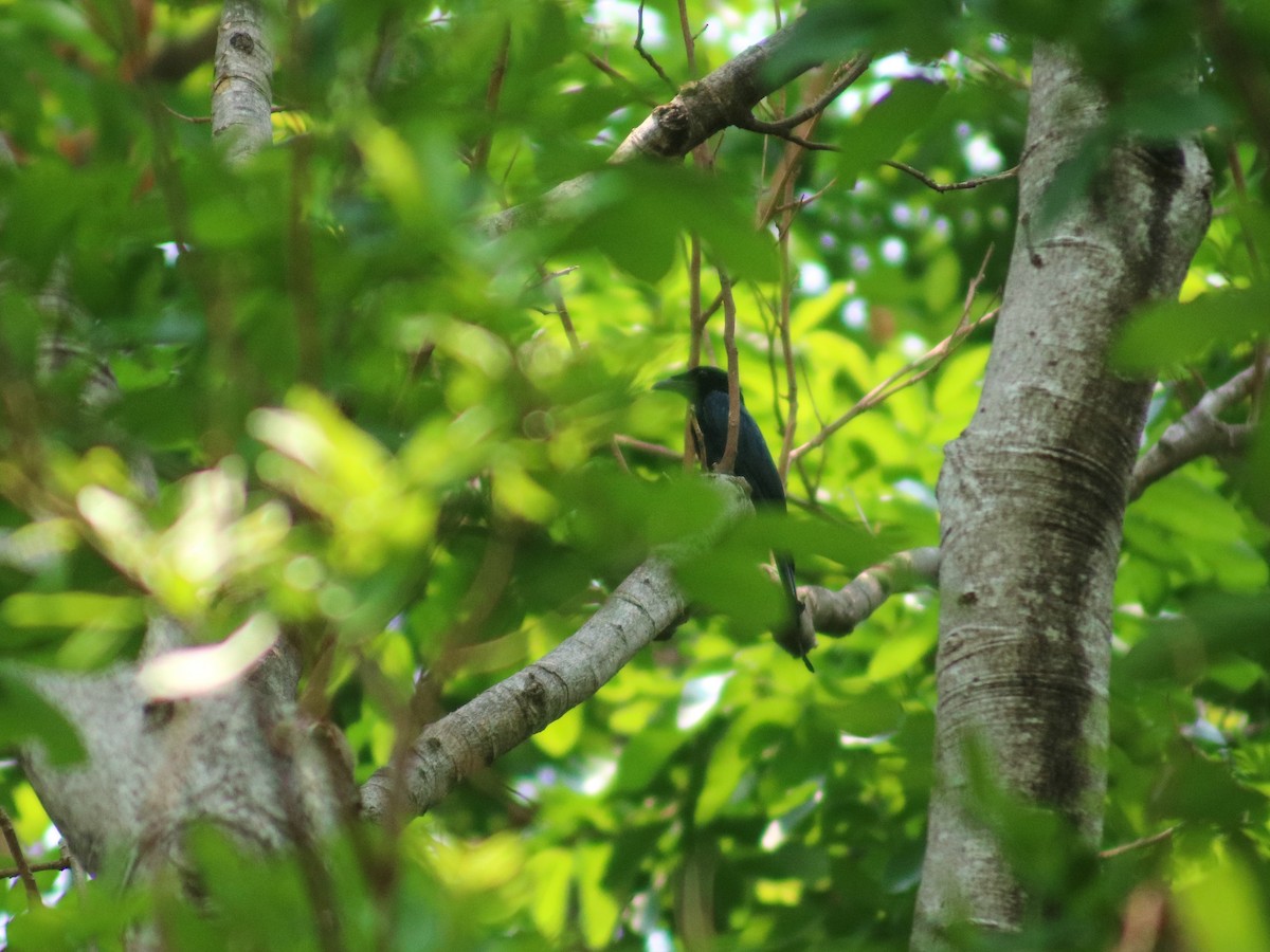 Karga Gagalı Drongo - ML623625996