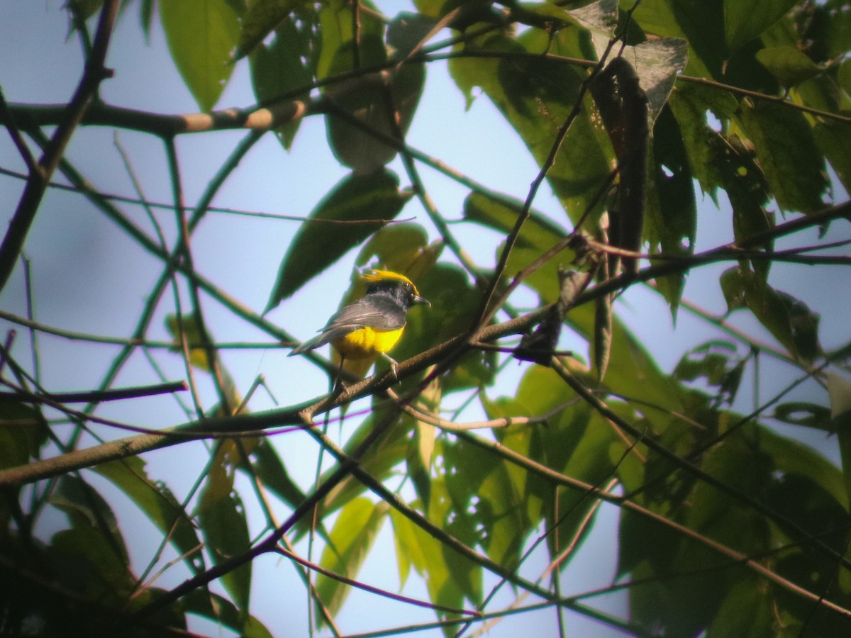 Sultan Tit (Yellow-crested) - ML623626040