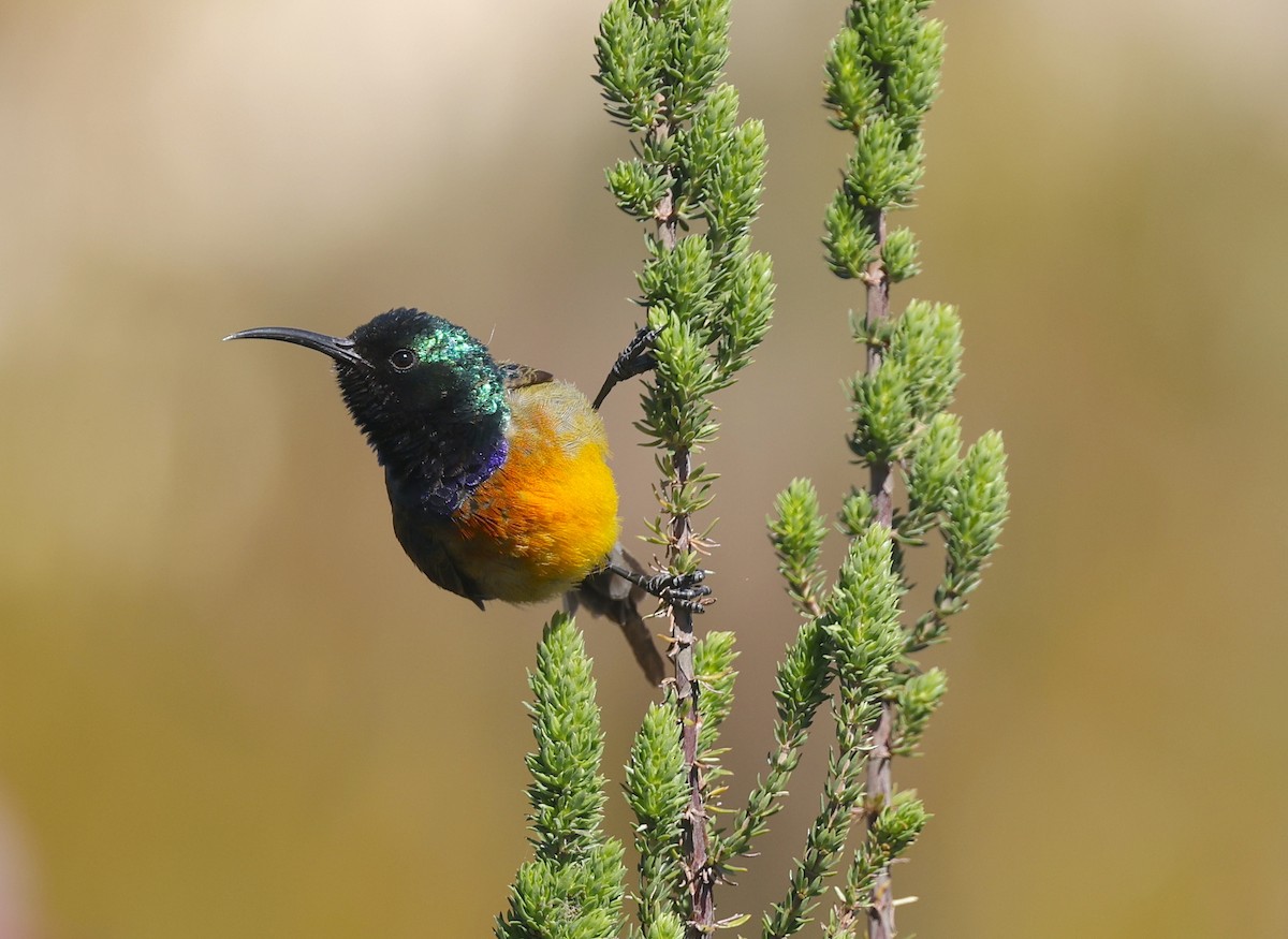 Orange-breasted Sunbird - ML623626052