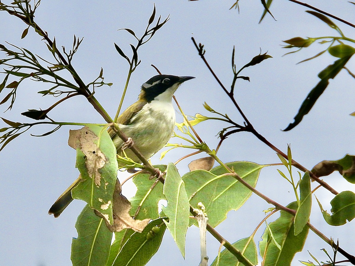 White-throated Honeyeater - ML623626080